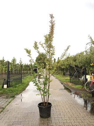 2x Indiche sering Lagerstroemia ‘Tuscarora’, Meerstammig, Roze/rode bl