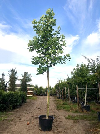 2x Amerikaanse tulpenboom Liriodendron tulipifera, Gele herfstkleur, c