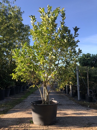 2x Magnolia Magnolia ‘Susan’, Meerstammig, Roze bloei, ca. 250 cm hoog