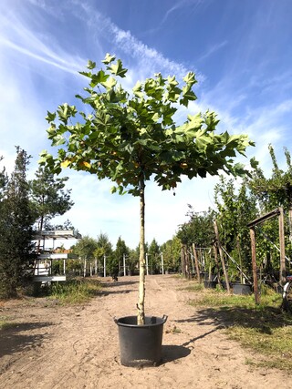 Plataan Platanus hispanica, Dakboom, ca. 200 cm stamhoogte