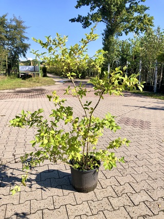2x Winterkamperfoelie Lonicera fragrantissima, Sierheester, Winterbloe