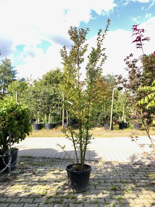 2x Indiche sering Lagerstroemia ‘Tuscarora’, Meerstammig, Roze/rode bl