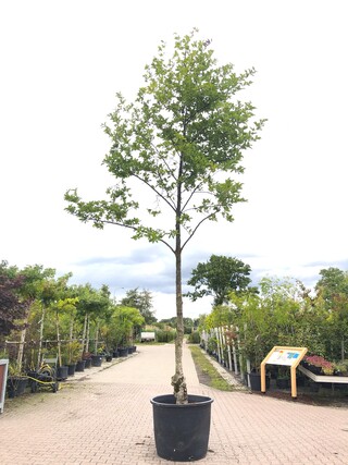 Japanse magnolia Magnolia kobus, Solitair, Witte bloei, ca. 6 m hoog (