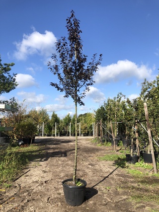 Kerspruim Prunus ‘Nigra’, Bloesemboom, Roodbladig, ca. 3 m hoog