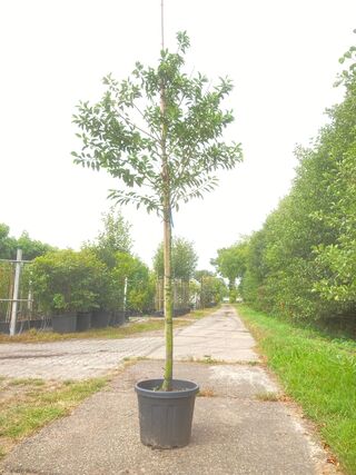 2x Portugese laurier Prunus ‘Angustifolia’, Leigeschikt, Wintergroen,