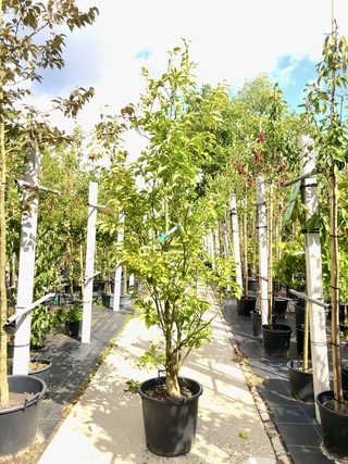 Japanse storaxboom Styrax ‘June Snow’, Zuilvorm, Witte bloei, ca. 250