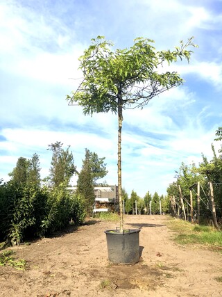 2x Valse Christusdoorn Gleditsia ‘Sunburst’, Dakboom, Geelgroen blad,