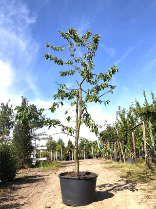 Kersenboom Prunus ‘Kordia’, Fruitgaardboom, Vruchtdragend, ca. 3 m hoo