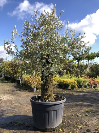 Olijfboom Olea europaea, Karakterboom, Bladhoudend in winter, ca. 150