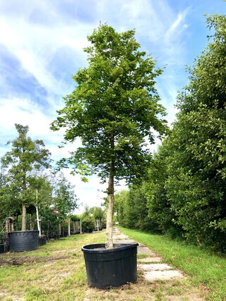 2x Beuk Fagus sylvatica, ca. 7 m hoog