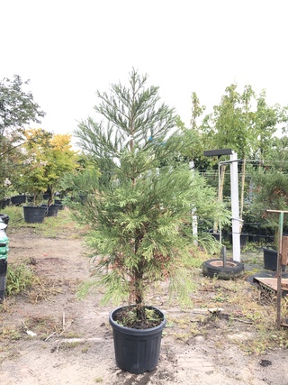 Mammoetboom Sequoiadendron giganteum, Naaldboom, Wintergroen, ca. 2 m