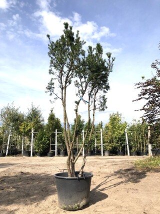 Venijnboom Taxus ‘Hicksii’, Meerstammig, Wintergroen, ca. 250 cm hoog