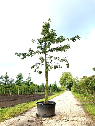 3x Kersenboom Prunus ‘Kordia’, Hoogstam, Dieprode kersen, ca. 4 m hoog