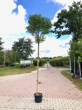 4x Bolacacia Robinia ‘Umbraculifera’, Bolboom, ca. 180 cm stamhoogte