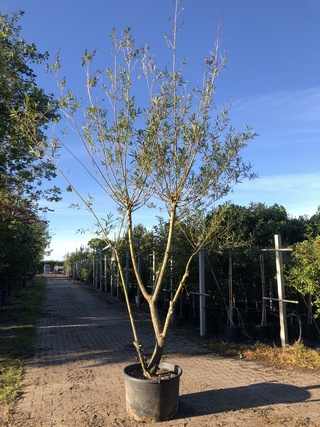 3x Schietwilg Salix alba, Meerstammig, Gele twijgen, ca. 350 cm hoog