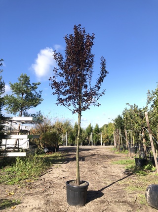 3x Kerspruim Prunus ‘Nigra’, Bloesemboom, Roodbladig, ca. 4 m hoog