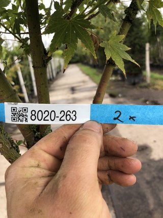 Japanse esdoorn Acer ‘Sangokaku’, Solitair, Geeloranje herfstkleur, ca