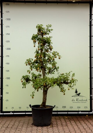 20x Perenboom Pyrus ‘Conference’, Karakterboom, Vruchtdragend, ca. 250