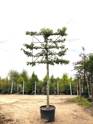 4x Zilverlinde Tilia ‘Brabant’, Leiboom, ca. 200 cm stamhoogte