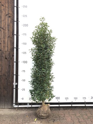 100x Portugese laurier Prunus ‘Angustifolia’, Haagplant (met kluit), W
