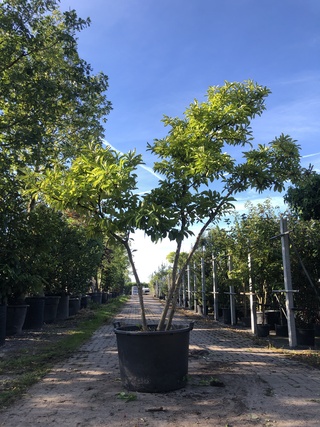 2x Magnolia Magnolia ‘Betty’, Meerstammig, Roze bloei, ca. 300 cm hoog