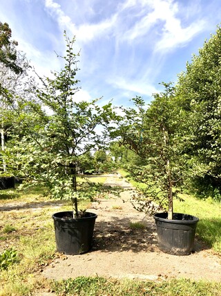 2x Beuk Fagus sylvatica, Haagplant, ca. 200 cm hoog