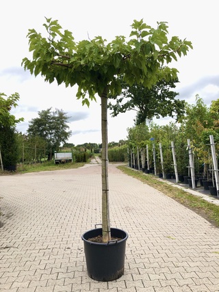 4x Witte moerbei Morus ‘Fruitless’, Dakboom, ca. 220 cm stamhoogte