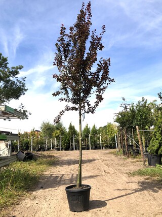 2x Kerspruim Prunus ‘Nigra’, Bloesemboom, Roodbladig, ca. 4 m hoog