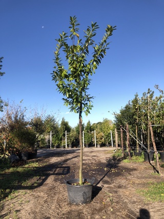 2x Laurierkers Prunus ‘Novita’, Leigeschikt, Wintergroen, ca. 4 m hoog