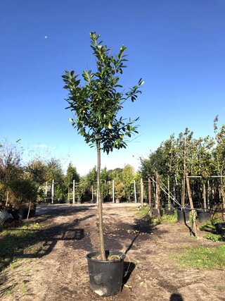 8x Laurierkers Prunus ‘Novita’, Leigeschikt, Wintergroen, ca. 4 m hoog