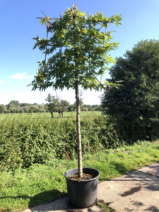 4x Oosterse plataan Platanus ‘Minaret’, Leiboom, ca. 180 cm stamhoogte