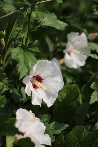 Altheastruik Hibiscus ‘Red Heart’, Meerstammig, Witrode bloei, ca. 200