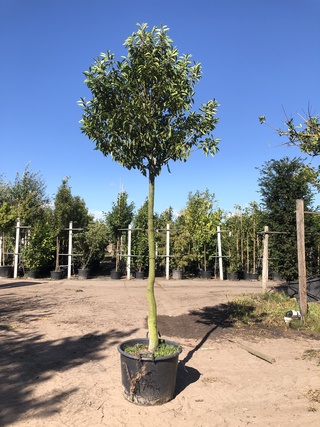 Portugese laurier Prunus ‘Angustifolia’, Wintergroen, ca. 3 m hoog
