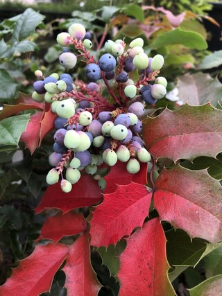 Mahonie Mahonia aquifolium, Meerstammig, Gele bloei, ca. 150 cm