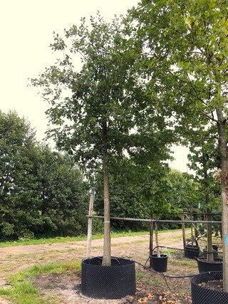 2x Zomereik Quercus robur, ca. 7 m hoog
