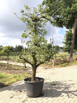 2x Perenboom Pyrus ‘Conference’, Karakterboom, Vruchtdragend, ca. 250