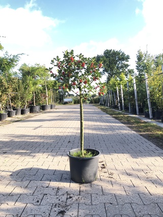3x Hulst Ilex aquifolium, Bolboom, Wintergroen, ca. 125 cm hoog
