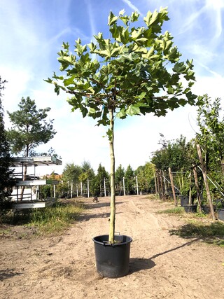 2x Plataan Platanus hispanica, Dakboom, ca. 200 cm stamhoogte