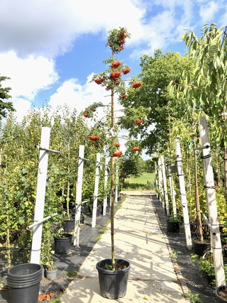 2x Lijsterbes Sorbus ‘Dodong’, Loofboom, Oranje bessen, ca. 3 m hoog
