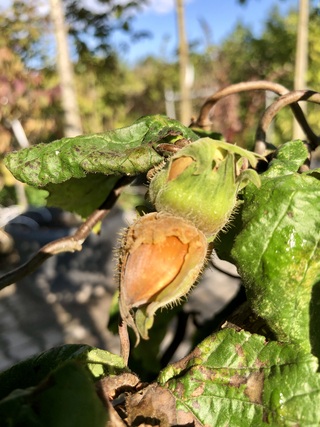 Kronkelhazelaar Corylus ‘Contorta’, Sierheester, Vruchtdragend, ca. 17