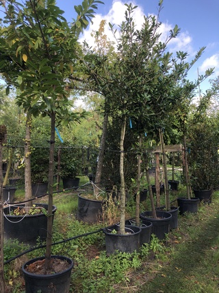 10x Laurierkers Prunus ‘Novita’, Leigeschikt, Wintergroen, ca. 4 m hoo