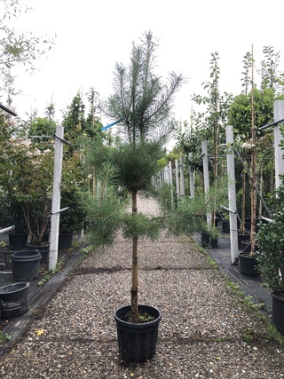 3x Grove den Pinus sylvestris, Naaldboom, Wintergroen, ca. 175 cm hoog