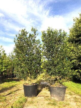 2x Hulst Ilex ‘Limsi’, Solitair, Wintergroen, ca. 250 cm hoog