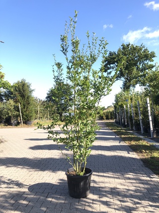 8x Liguster Ligustrum ovalifolium, Haagplant, ca. 200-250 cm hoog