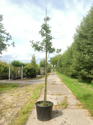 5x Perenboom Pyrus ‘Doyenne du Comicé’, Fruitboom, ca. 3 m hoog