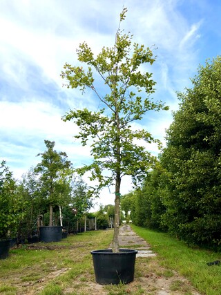 2x Beuk Fagus sylvatica, ca. 7 m hoog