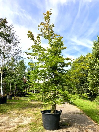 Beuk Fagus sylvatica, ca. 3 m hoog
