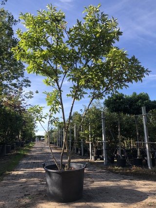 2x Magnolia Magnolia ‘Betty’, Meerstammig, Roze bloei, ca. 300 cm hoog