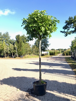 Amberboom Liquidambar ‘Gum Ball’, Bolboom, Herfstverkleuring, ca. 140