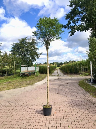 4x Bolacacia Robinia ‘Umbraculifera’, Bolboom, ca. 180 cm stamhoogte